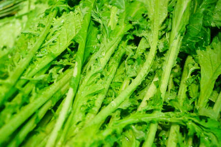 Close up of leafy vegetables