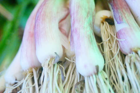 Close up of a pile of fresh garlicの写真素材