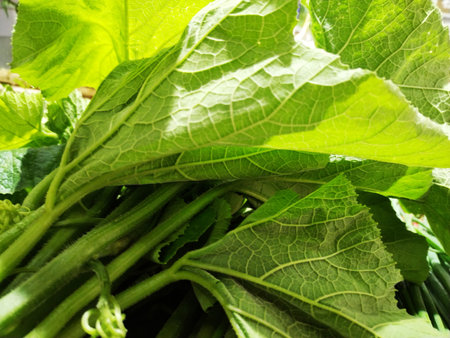 Bunch of fresh green radish leaves close-up. Selective focus.の写真素材