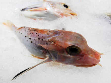Fresh fish on ice at the fish market in Istanbul, Turkey.