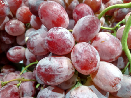 Bunch of red grapes on the vine. Close-up.の写真素材