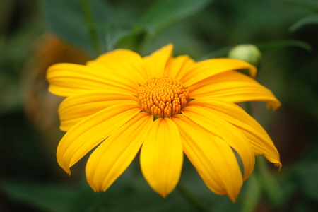 Close up isolated yellow mexican sunflower in the garden in Thailand look beautiful and fresh