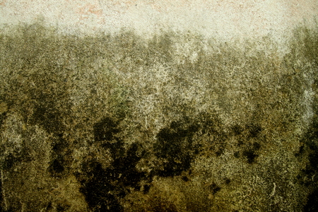 dark green color lichen on the concrete wall look dirty and scaryの写真素材