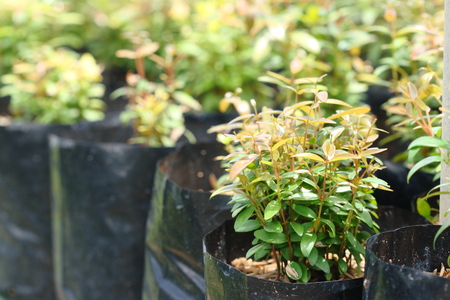 Syzygium gratum  (Wight) S.N. Mitra var. gratum tree at tree shop in Thailand. It is herb and food, look fresh and warm.の写真素材