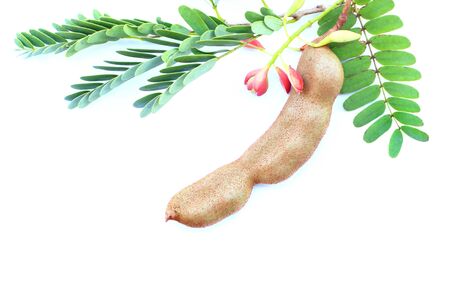isolated young brown tamarind with green leaf and pink red flower on white backgroundの写真素材