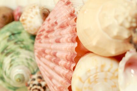 Focus shell of shellfish soft lightの写真素材