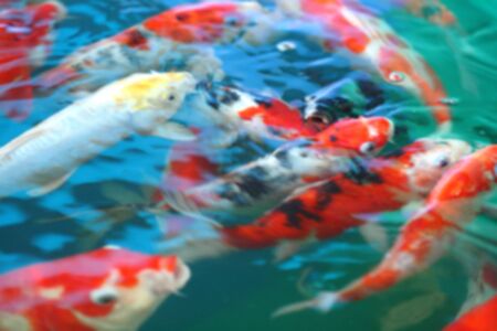carp fish in water blur style for backgroundの写真素材