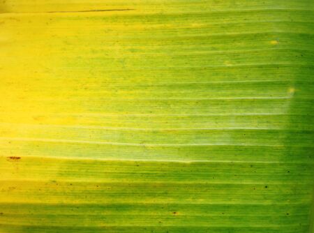 closeup fresh green banana leafの写真素材
