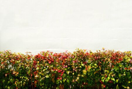 red and green leaf of bush in front of white concrete wall, have copy spce at top of picture for put textの写真素材