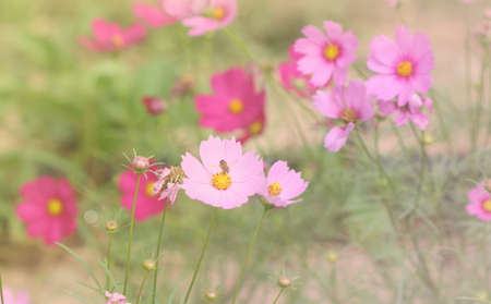 group of pink and purple cosmos flower in garden, soft focus
