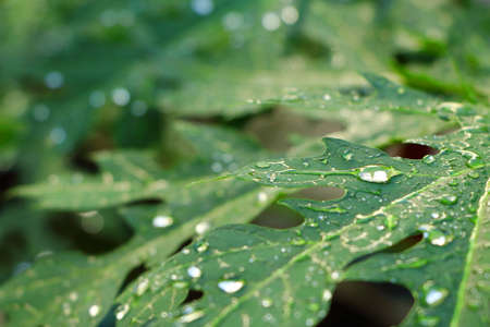 Closeup green papaya leaves of tree have droplet of water on them look fresh