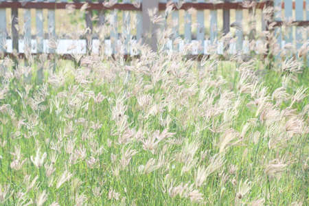 Many white grass flowers (Swollen Finger Grass) in meadow with sun light, vintage style look fresh...
