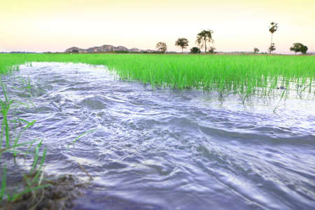 water moving in to rice field for agriculture in Thailandの写真素材