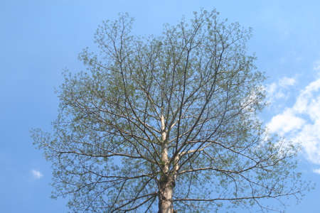 Dipterocarpus alatus, branch of big tree on blue sky background