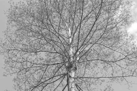 Dipterocarpus alatus, branch of big tree on sky background, monochrome style, black and white colorの写真素材