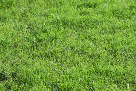 fresh green grass for background