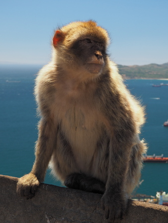 A Barbary Macaque ape looks out intently from the Rock of Gibraltarの写真素材