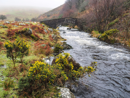Stone arch footbridge over the fast flowing West Okement River with yellow gorse coming into bloom,...