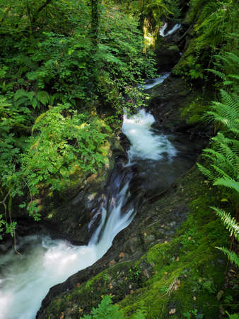 Dramatic river cascades over rocks and through green trees surrounded by moss covered boulders and ferns, Lydford Gorge, Dartmoor National Park, Devon, UKの写真素材