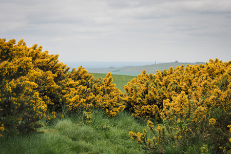 Looking through yellow gorse bushes to the Lansdowne Monument which stands on Oldbury Castle, at the...