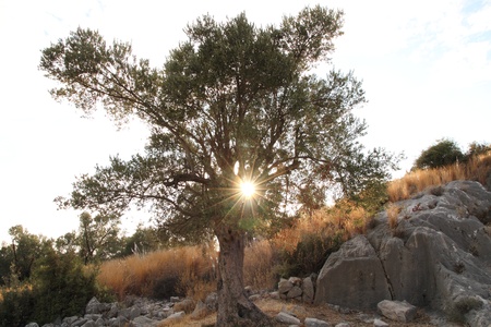 Mediterranean old olive treeの写真素材