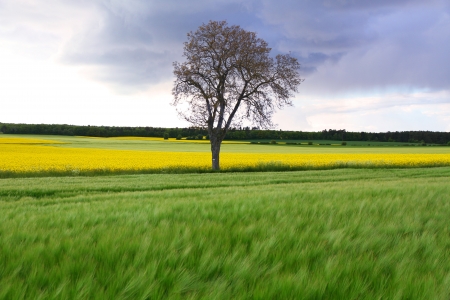 A field and trees against cloudy blue skyの写真素材
