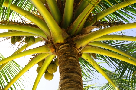 coconuts palm on the beachの写真素材