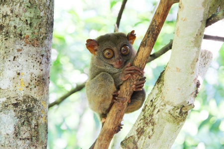 Tarsier monkey in natural environmentの写真素材
