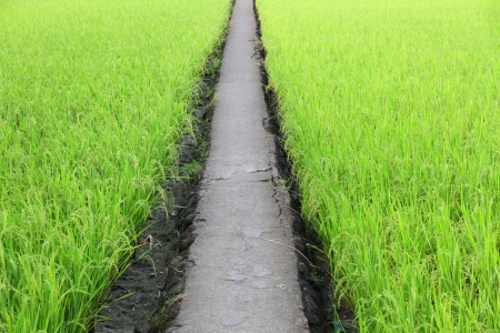 paddy rice fieldの写真素材