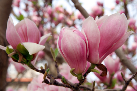 Magnolia flowers blooming in Springの写真素材