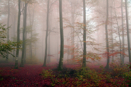 Autumn forest in the mistの写真素材
