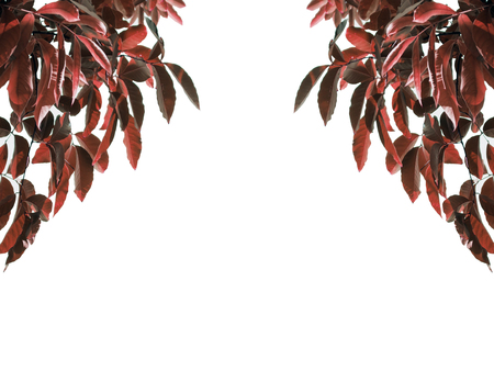 red leaf frame on white background isolate