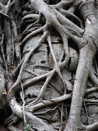texture of the root form old giant treeの写真素材