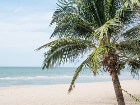 Coconut Palm tree on the sandy beachの写真素材