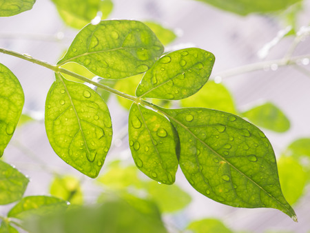green leaf and wet after rain