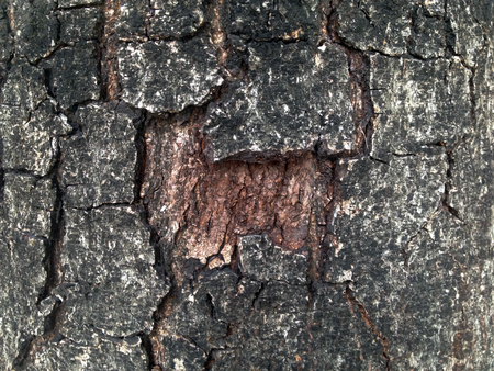 bark tree for texture and wall paper