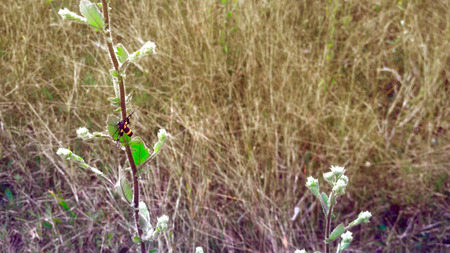 green leaf for background texture with moring light