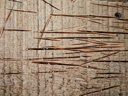 scratches cut in the woodの写真素材