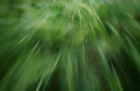 blurred abstract green pattern form grass slow speed shutter ,for backgroundの写真素材