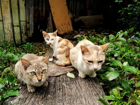 group of catの写真素材