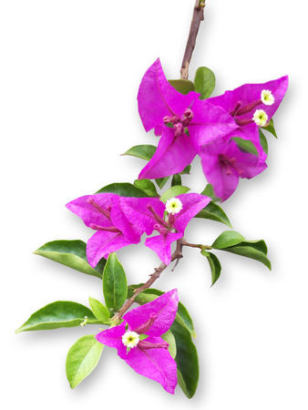 Bougainvillea isolated on white background with clipping pathの写真素材