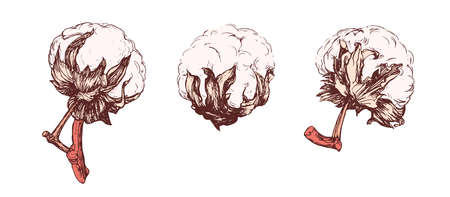 Cotton Bolls Realistic Vector. Handdrawn Botanical Setのイラスト素材