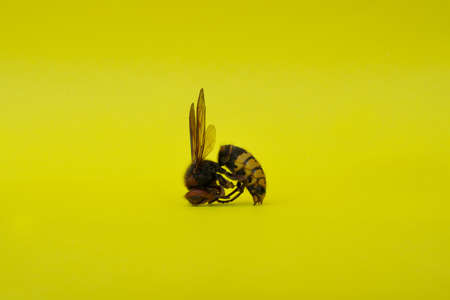 wasp on a yellow backgroundの写真素材