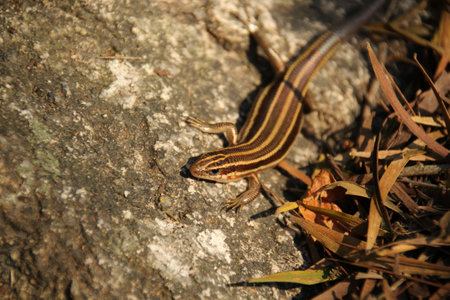 lizard on the rockの写真素材