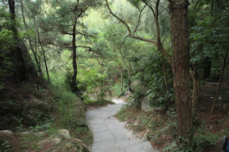 Woods in Xiamen Putuoの写真素材