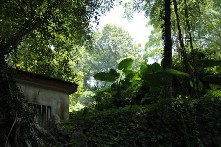 Trees and leaves in the forestの写真素材