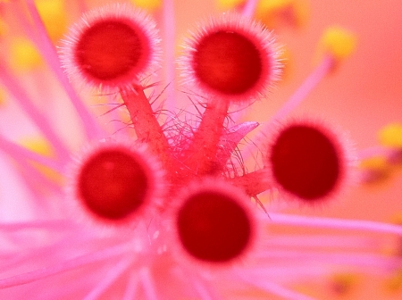 Close up of a flower inside. の素材