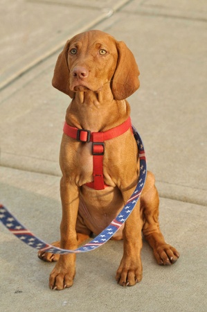 Tan medium sized dog with harness and leash sits as owner holds leash.の素材