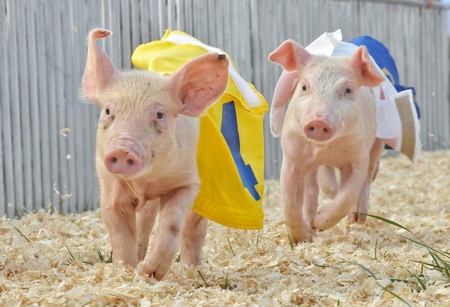 Two pigs racing each other during local festivalの素材