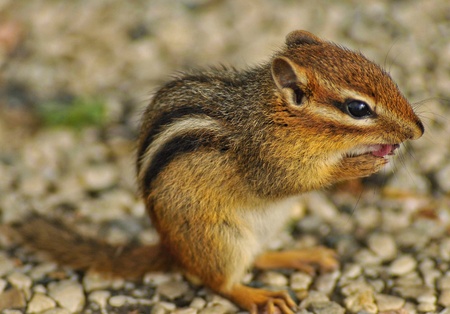 Small little chipmunk cleans his pawsの素材